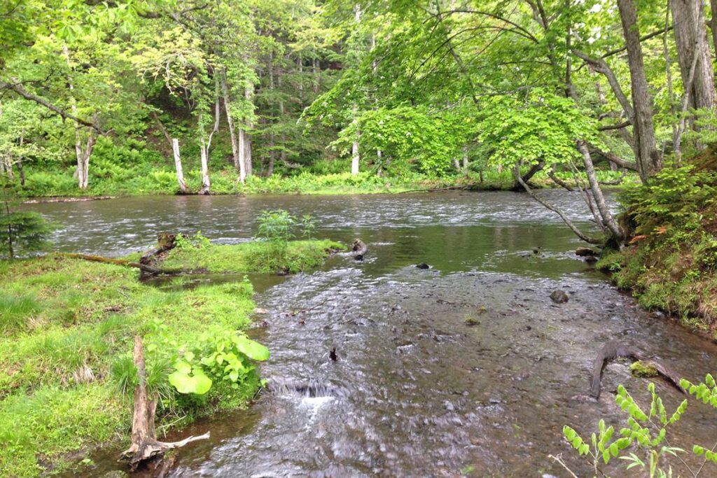 阿寒川の画像