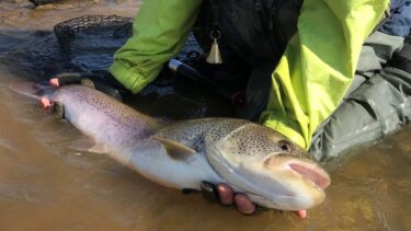 釣りは技術かそれとも運か。