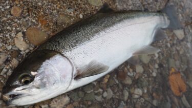 阿寒湖・大島のニジマスに見られる二型性に関する考察。