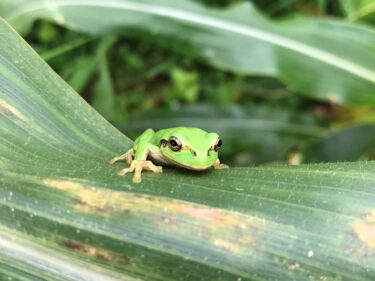 家庭菜園は生き物の楽園となりえるか。